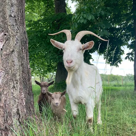 Chateau De La Bouchatte Les Roses