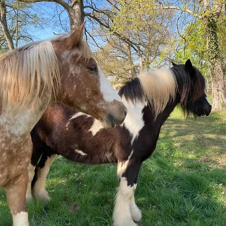 Chateau De La Bouchatte Les Roses 4* Chazemais