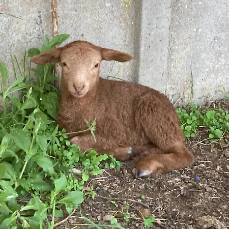 Gasthof Chateau De La Bouchatte Les Roses