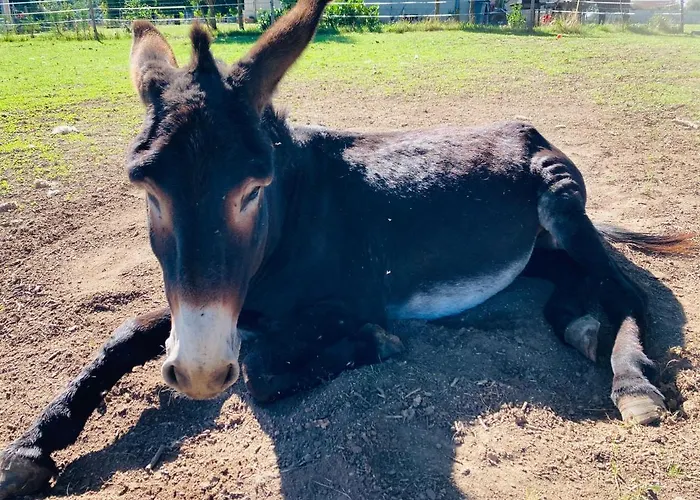 Château De La Bouchatte Les Roses Chazemais