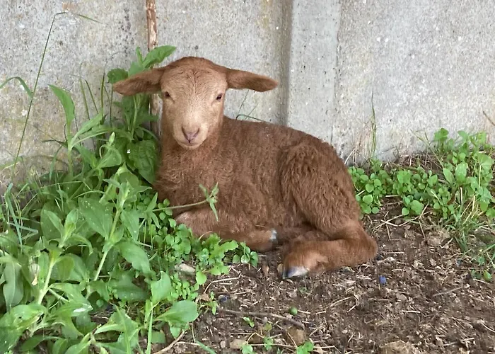 Maison d'hôtes Château De La Bouchatte Les Roses